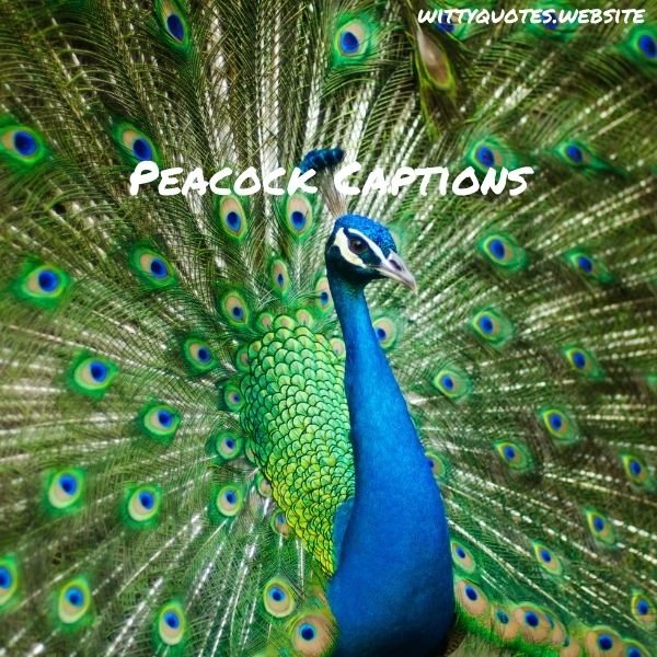 Peacock Captions for Instagram