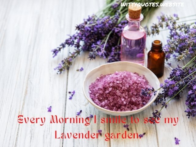 Inspirational Lavender Quotes