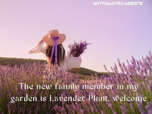 Lavender Captions For Instagram