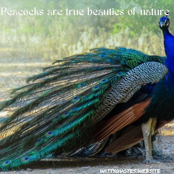 Positive Peacock Quotes for Instagram