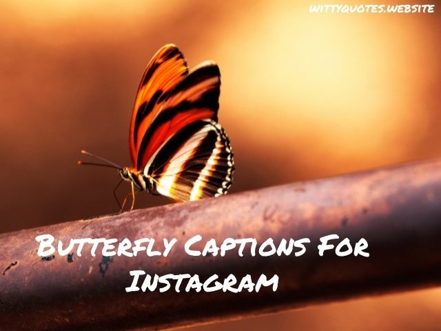Butterfly Captions For Instagram