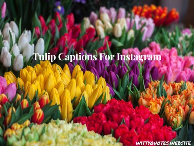 Tulip Captions For Instagram